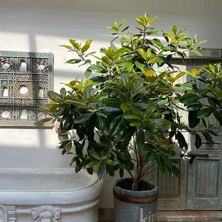 Bombayarte 4*