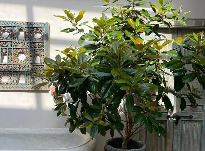 Bombayarte 4*